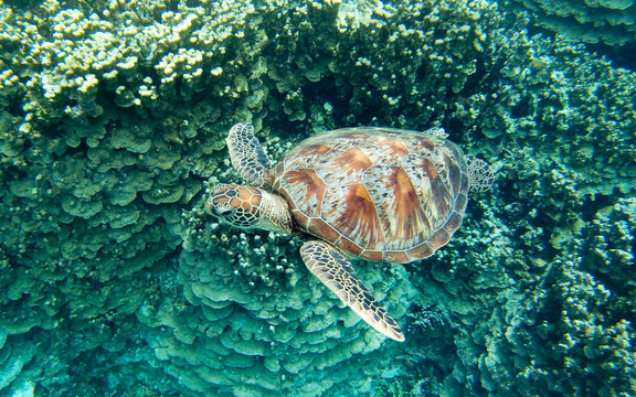 Sea Turtle