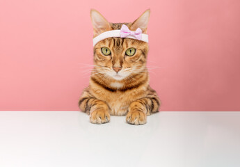 Adorable Bengal cat in a pink rim on the background.