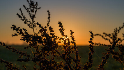 Sonnenaufgang im Hintergrund, im Vordergrund eine Pflanze