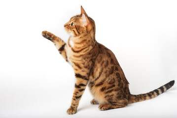 Bengal cat with raised paw isolated.