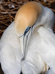A close head shot of an Australasian Gannet (morus serrator) preening. Striking beak and blue eye. Vertical image