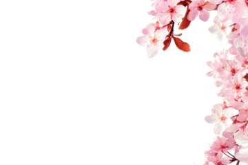 Botany decoration pink cherry blossom on white background PNG Form 