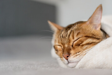 Cute Bengal cat sleeps sweetly in the room.