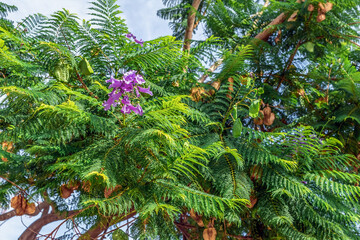 Branches of exotic blue jacaranda tree with purple flowers, brown dry seeds and green foliage in Tenerife, Spain. Natural floral background. Flora of the Canary Islands