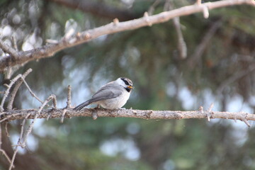 Obraz na płótnie Canvas Bird On A Branch, Banff National Park, Alberta