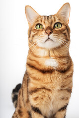 Obraz premium Portrait of a green-eyed Bengal cat on a white background.