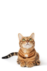 Portrait of a green-eyed Bengal cat on a white background.