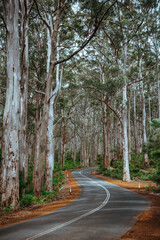 A curving road running through the Boranup Forest near Margaret River in Western Australia
