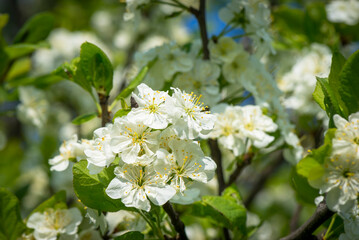 Pear flowers in spring