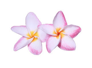 Obraz na płótnie Canvas Plumeria or Frangipani or Temple tree flower. Close up pink frangipani flowers bouquet isolated on white background.