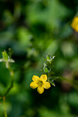 Oxalis dillenii flower growing in meadow	