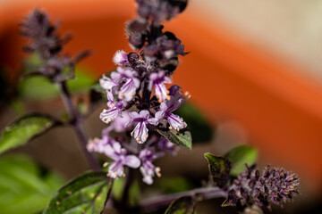 Ocimum kilimandscharicum flower growing in meadow, close up