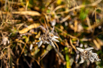 Leontopodium nivale flower growing in mountains, close up