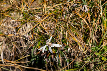 Leontopodium nivale flower growing in mountains, close up