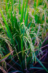 Abstract Defocused Blurred Background view of a quiet rice field in the Cikancung area - Indonesia. Not Focus