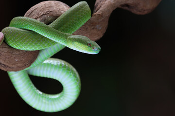 Trimeresurus albolabris closeup on branch, Indonesian viper snake closeup