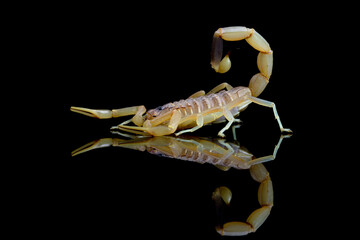 Deathstalker scorpion closeup on black background