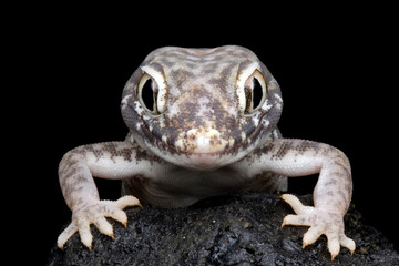Sand gecko closeup on the stone, Closeup head sand gecko (Stenodactylus petrii)