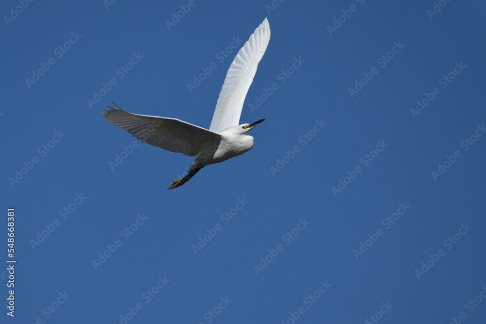 Wall mural egret in flight