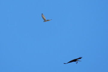 sparrow hawk in flight