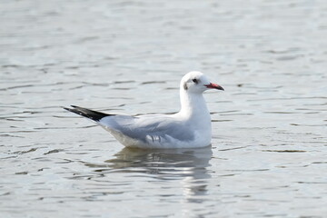 black headed gull in an autumn field