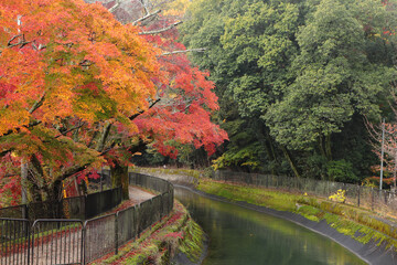 京都　山科疏水の紅葉