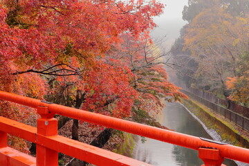 京都　山科疏水　赤い橋と紅葉