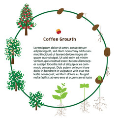 Art &Life cycle of a coffee tree. vector stock illustration,coffee growth Illustration