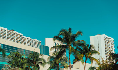 Fototapeta na wymiar trees in the city Downtown Miami 