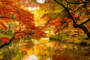 逆さ紅葉　成田山公園紅葉まつり