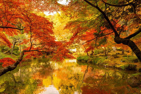 逆さ紅葉　成田山公園紅葉まつり