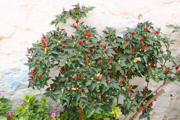 small colourful chilli peppers in pots in village in Crete, Greece