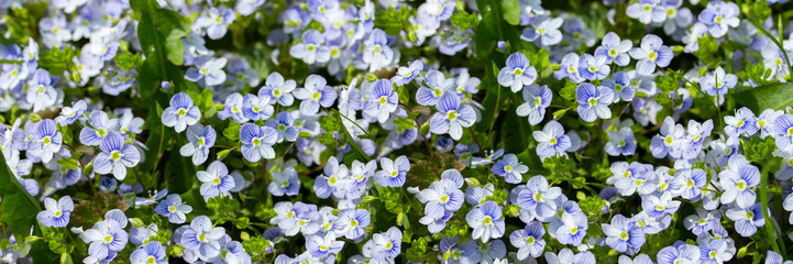 Blue forest forget-me-not flower natural header banner panoramic background, forget-me-not flower blossom fresh plant