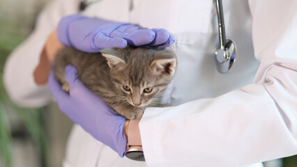 Woman doctor veterinarian holding little kitten in hands
