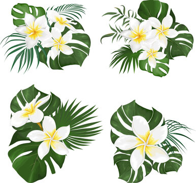 Vector Floral Collection. Juicy monstera leaves, palm trees, white frangipani. Floral compositions on white background 