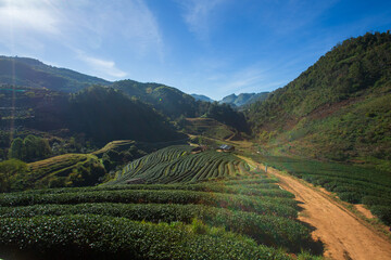 Fototapeta na wymiar tea plantation field terrace at Doi Angkhang , Chiang mai , Thailand