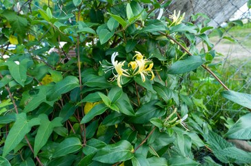 Closeup of beautiful Japanese honeysuckle flowers with green leaves