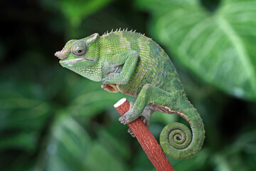 Fischer Chameleon on the banch