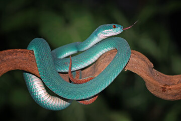 Trimeresurus insularis, Pit viper snake on the branch