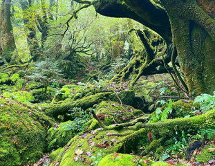 屋久島の森