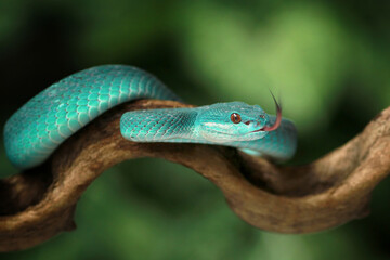 Trimeresurus insularis, Pit viper snake on the branch