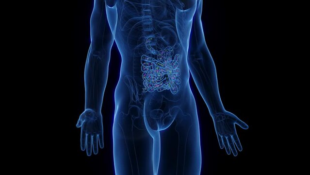 3d rendered medical animation of the small intestinal microflora of a man