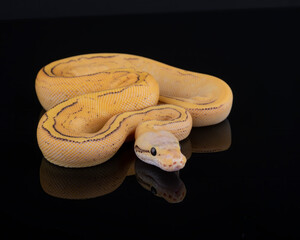 Orange Dream Pastel Pinstripe Freeway Ball Python, photographed on a black reflective surface