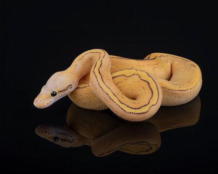 Orange Dream Pastel Pinstripe Freeway Ball Python, photographed on a black reflective surface