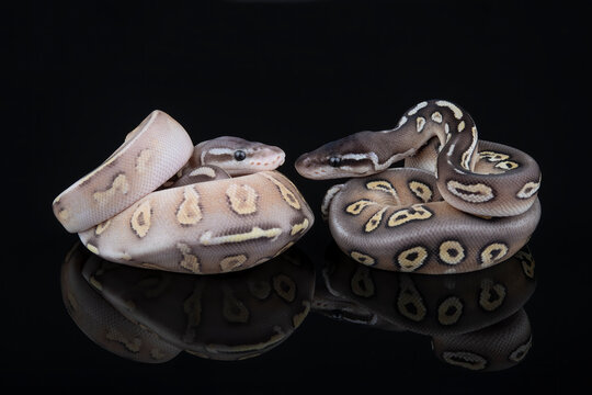 Black Head Mojave Ball Python, photographed on a black reflective surface