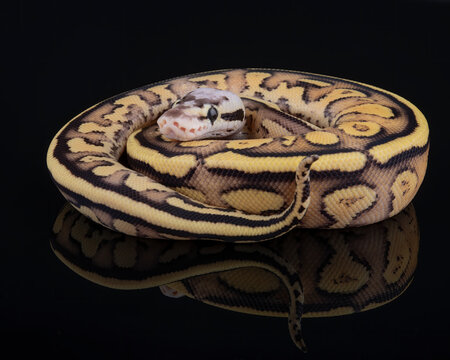 Pastel Parkway Ball Python, photographed on a black reflective surface