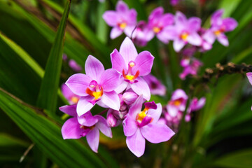 Purple orchids blooming in the morning in a Thai garden