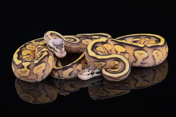 Pastel Parkway Ball Python, photographed on a black reflective surface