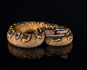 Pastel Pavement Ball Python, photographed on a black reflective surface