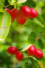 Wild cherry fruit in the forest garden in the morning in the garden of Thailand